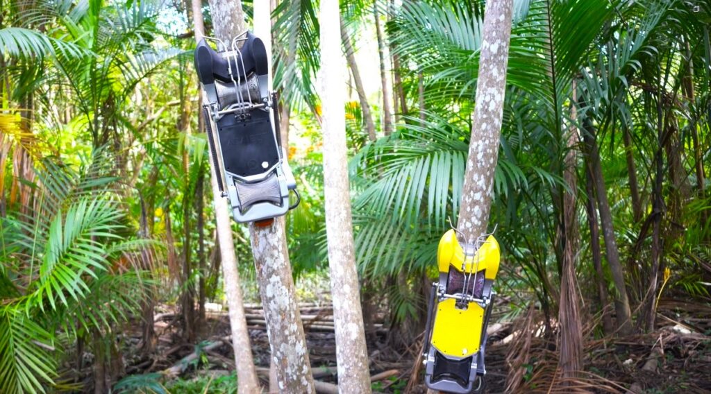 Imagem da notícia: Robótica aplicada à colheita da Palmeira Juçara, avaliação sensorial da polpa e muito mais no 5º Seminário da Juçara de Rio Novo do Sul; veja programação